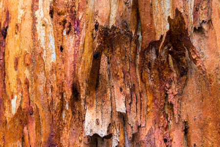 桉树树皮纹理色彩自然抽象图案
