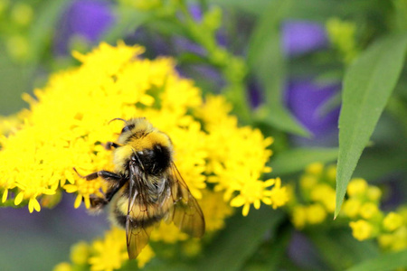 大黄蜂在明亮的黄色小花上特写高对比度多细节绿色背景