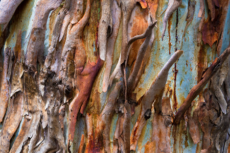 桉树树皮纹理色彩自然抽象图案