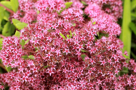 美丽的粉红色花背景的药用植物，高度对比，非常详细的自然条件。