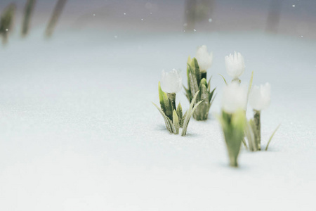 雪下的第一朵白色的花。下雪