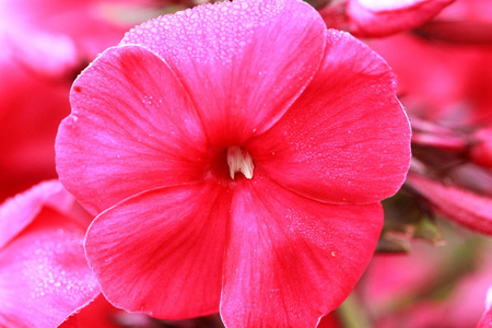 一朵粉红色的花在明亮的背景上，有一滴露珠，高对比度，多汁的颜色