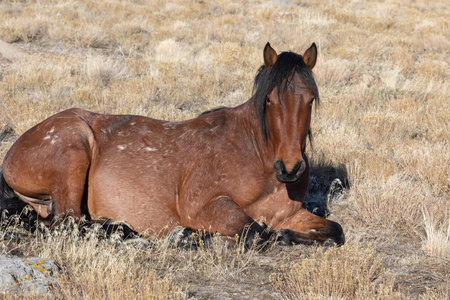 冬天犹他州沙漠里一匹雄伟的野马