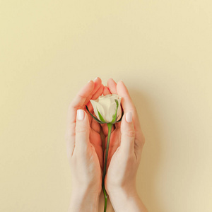创意顶部视图平面躺着的女人手拿着新鲜的白色玫瑰花束与复制空间粘贴纸背景极简主义风格。 女性博客社交网站节日结婚邀请卡