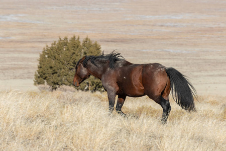 冬天犹他州沙漠里一匹雄伟的野马
