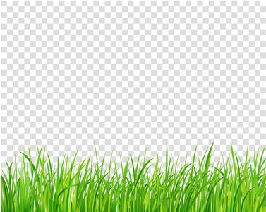 绿草边界矢量插图