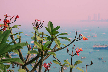 树枝上美丽的热带花朵，以欧森的景色为背景。城市海湾有许多船只和船只在水面上。美丽而令人惊叹的明亮景观。户外，复制空间。