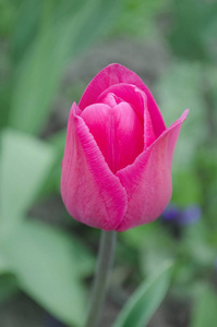 花园里的粉红色郁金香。新鲜的粉红色郁金香。春天模糊的背景和郁金香。粉色郁金香在绿泉背景下成就了巴塞罗那的花朵