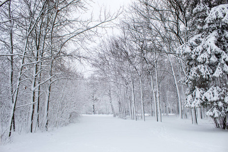 冬天的童话在城市公园里，白雪皑皑的森林里，白雪皑皑的树林里