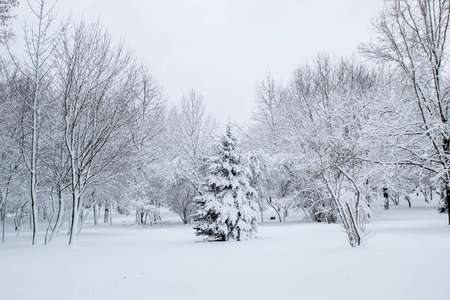 冬天的童话在城市公园里，白雪皑皑的森林里，白雪皑皑的树林里