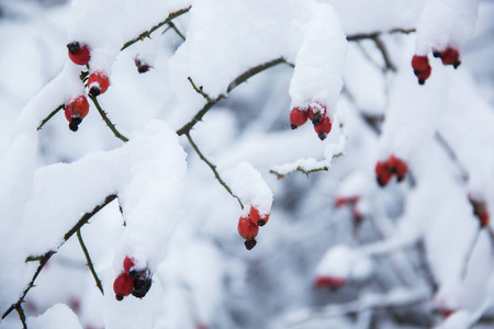 冬天雪下的玫瑰浆果