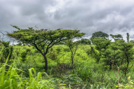 以典型的热带景观树木和其他类型的植被多云天空为背景的景观