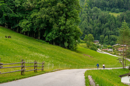 田园诗般的夏季景观，徒步旅行小径和美丽的新鲜绿色牧场和树木，德国巴伐利亚国家公园