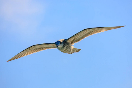 空中滑翔一只滑翔的海鸥-在蓝天背景下飞翔的海鸟白色飞翔的鸟儿被