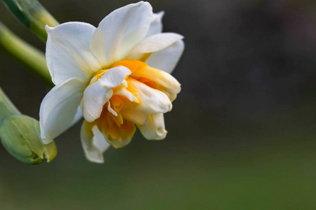 田野里美丽的白色水仙花。 卡拉布鲁尼兹密尔土耳其。 水仙花