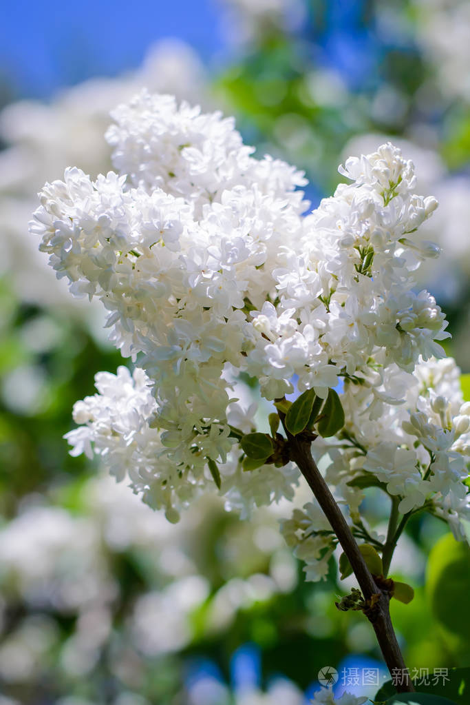 一枝美丽的白丁香映衬着花园里春天的蓝天