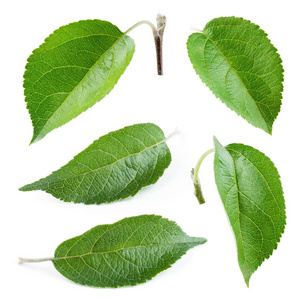 新鲜苹果叶分离在白色上. 收集.照片