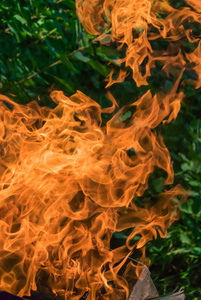 在绿色植物的背景下，从火中喷出的巨大火焰的鲜艳的彩色照片