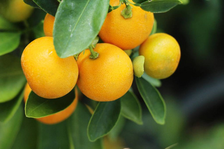 农场新鲜橙果图片