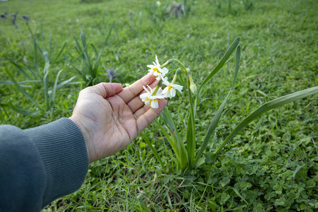 田野里美丽的白色水仙花。 卡拉布鲁尼兹密尔土耳其。 水仙花