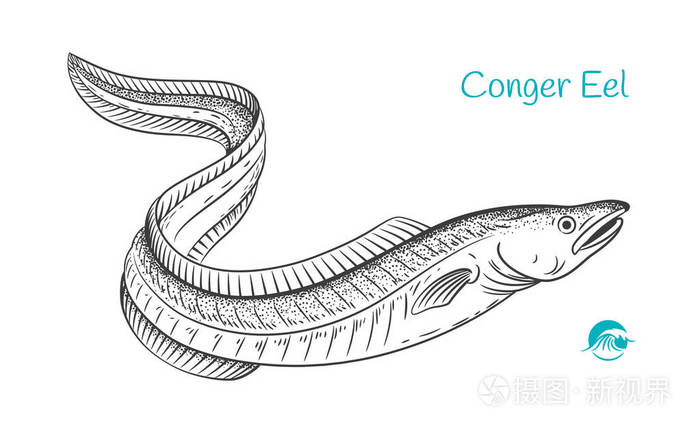 康格鳗鱼手绘插图插画-正版商用图片18jzjo-摄图新视界