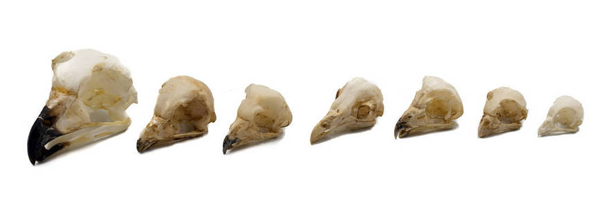 白色背景的猫头鹰夜间猛禽头骨照片