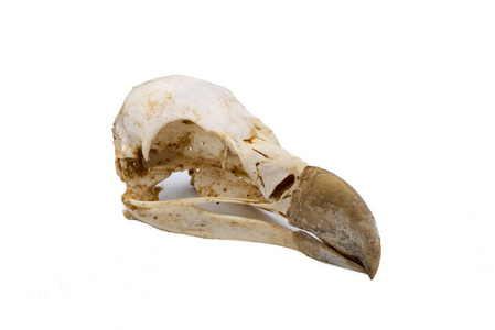 狮鹫,白底鸟头骨照片