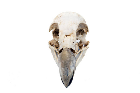 灰鹫Gyps Fulvus白色背景的鸟头骨