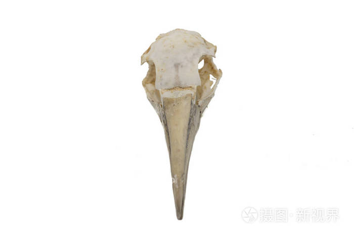 北甘奈莫鲁斯贝桑斯白色背景的鸟头骨