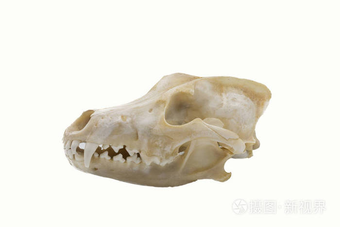 三只灰狼 犬狼疮 哺乳动物头骨照片 正版商用图片18k08e 摄图新视界