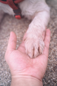 s hand holding dog paw concept of friendship between human and a