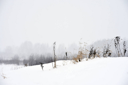 暴风雪期间冬天的田野草.春季草原.大自然在冬天后苏醒.