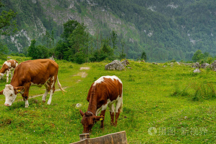 奶牛在一片绿色的山地草地上，背景是高山