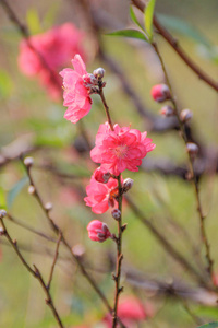 日本春暖花开的细粉浅樱