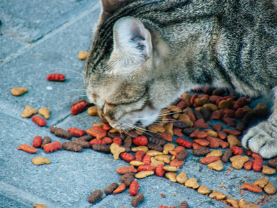 下午在以色列特拉维夫街头吃家猫的景象