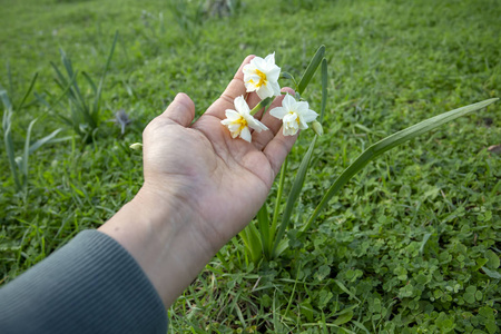 田野里美丽的白色水仙花。 卡拉布鲁尼兹密尔土耳其。 水仙花