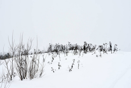 暴风雪期间冬天的田野草。