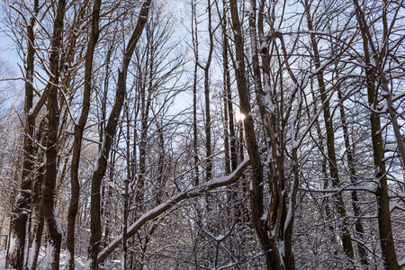 一幅宁静的冬日早晨的风景，五彩缤纷的背景雪覆盖着树木，一条路正向山下走去