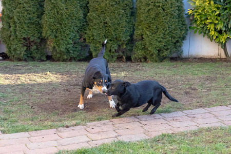 狗阿彭策勒和小狗在花园里玩耍或打架。