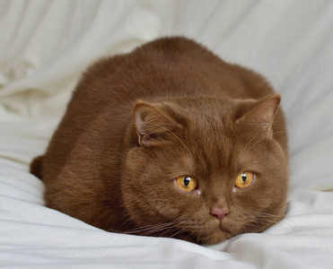 棕色猫很专注地期待着老鼠. 英国品种.照片