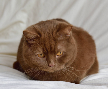 棕色英短猫图片图片