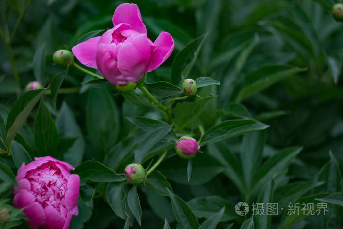 紫罗兰粉红色牡丹花