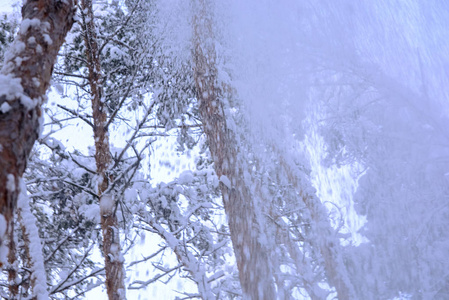 白雪从树林中飘落