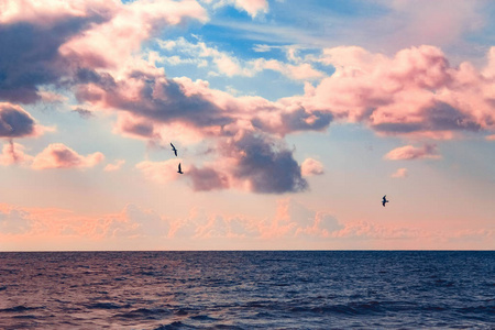 紫色天空中的海鸥。 美丽的大海。 颜色