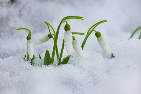 春天的雪滴在雪中的花朵