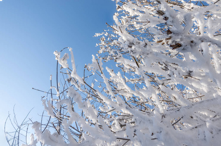 冬天的树枝上覆盖着雪和霜，在晴天的蓝天上。 背景与复制空间