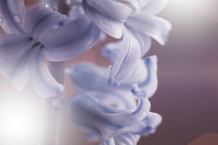 花浅紫色白色背景。 白色蓝色紫罗兰风信子的花近了。 明信片的花卉拼贴。 大自然。