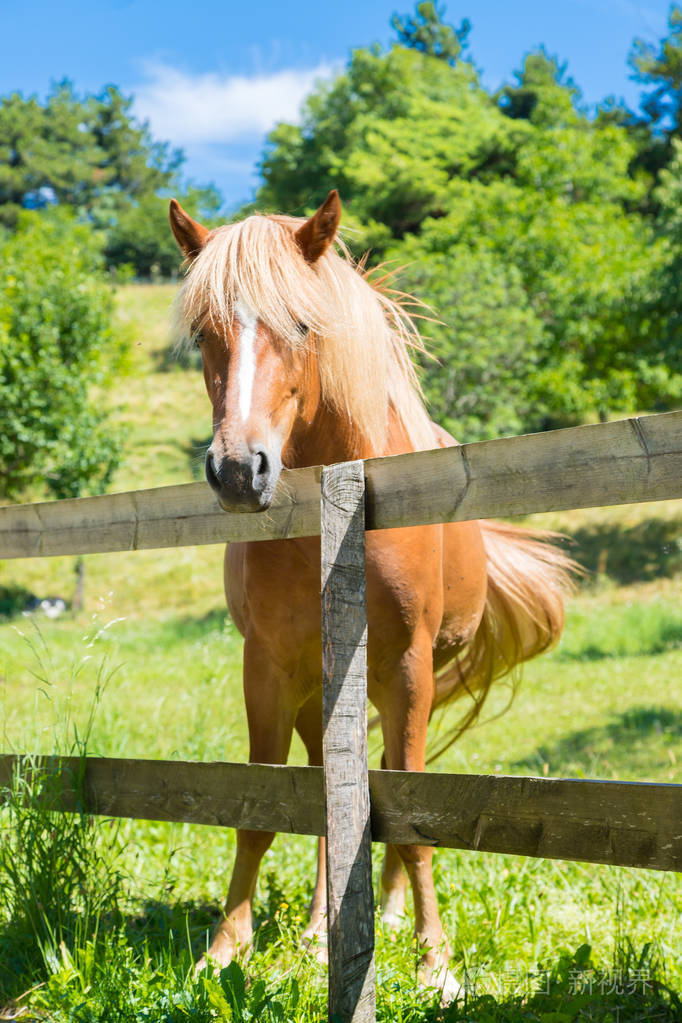 在围场上骑着一匹好奇美丽的棕马