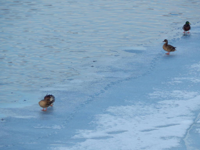 鸭子坐在冰上在河里游泳
