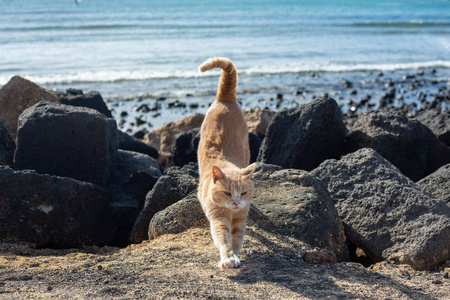 美丽的红猫在海滩上的石头中。